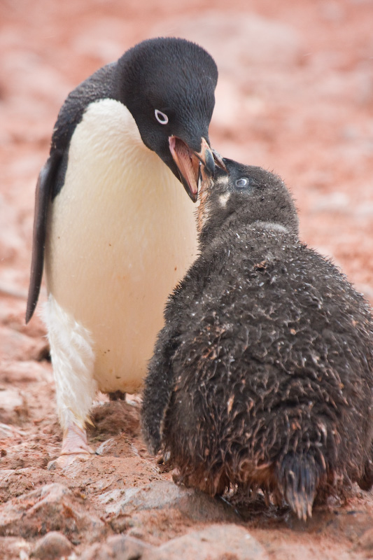 Adélie Penguin Feeding Chick